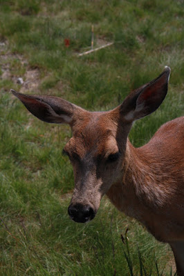 Serendipity and Orchids: Hurricane Ridge and Crescent Lake